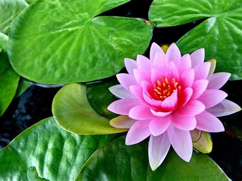 Lotus Pink Flower Green Leaves Pond Lotus Flower Hd