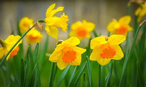 Daffodils Images Hd Desktop Wallpaper Background Free Cool High Images