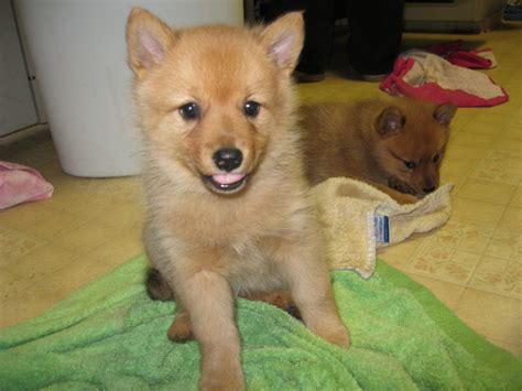 Finnish Spitz Puppies For Sale Bellevue WA 281411