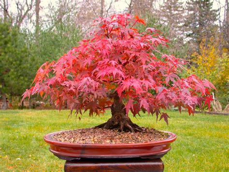 Eight Beautiful Trees That Are Suitable For Use In Small Gardens