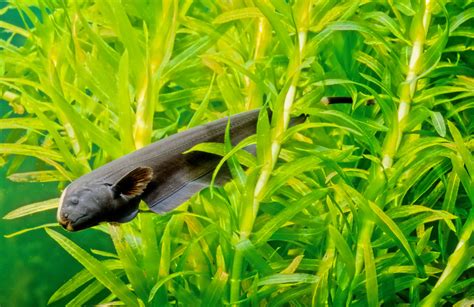 Black Ghost Knife Fish A Complete Care Guide Aquatics World