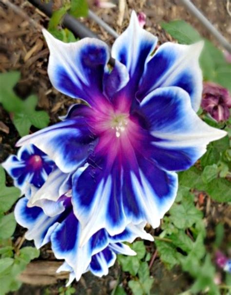 Before you buy a bouquet﻿, check out these flower meanings for popular blooms like roses, tulips, lilies, and peonies, to make sure you send the right message. Morning Glory 'Kikyo Snowflake' | Exotic flowers, Morning ...
