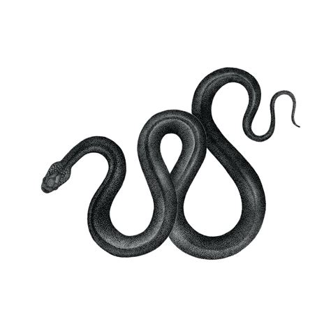 They're considered to be very simple, with no legs or special muscles that need to be defined. Snake - Original drawing - Pet & Dot