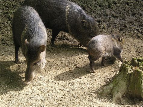 Hear a variety of javelina sounds. Darren Naish: Tetrapod Zoology: More on what I saw at the zoo