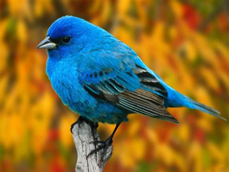 Game: Things that are Blue/azul | SpanishDict Answers