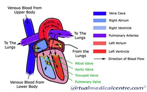 Anatomy Of The Human Heart And Cardiovascular System Myvmc