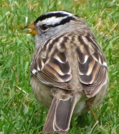 Browse 236 white crowned sparrow stock photos and images available, or start a new search to explore more stock photos and images. white crowned sparrow (8) - Gohiking.ca