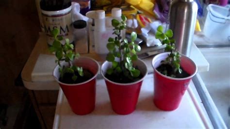 Dip them in the bubble solution and blow gently but firmly. Plant Growth Experiment - YouTube