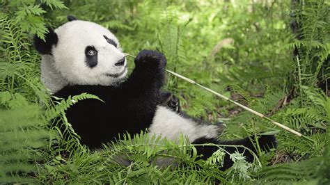Großer Panda Wwf Junior