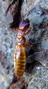 Photos of Pacific Dampwood Termite