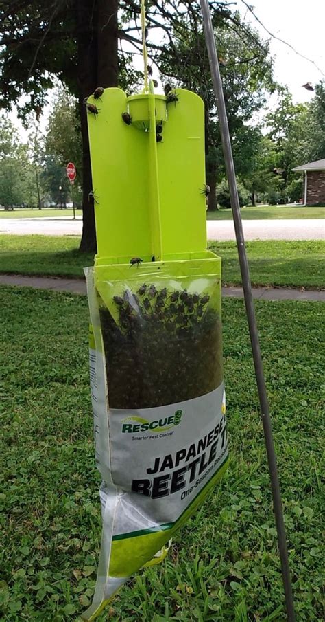 Highlands Country Club Agronomy Japanese Beetle Traps