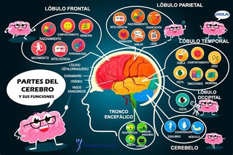 ¿cómo Funciona El Cerebro Como Funciona El Cerebro Cerebro El Cerebro