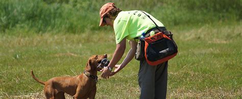 Dog Training And Trialing Wisconsin Dnr