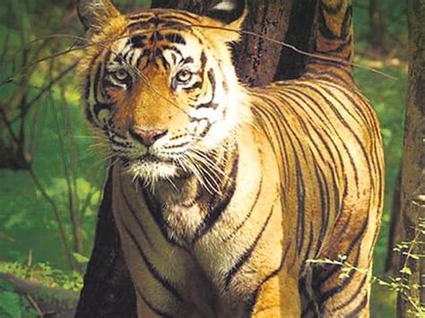 Ustad The Tiger Still Critical In His Captive Home In Udaipur