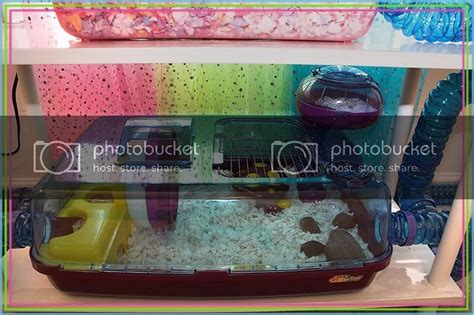 Don't forget that hamsters love to nibble on things, so anything you make must be non toxic. The hamster room & DIY cage - Gallery@HH Forum - Hamster Hideout Forum in 2020 | Room diy, Cool ...