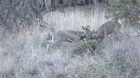 Carmen Mountain White Tailed Buck Fight Big Bend National Park Youtube