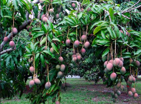 Use them in commercial designs under lifetime, perpetual & worldwide rights. ORANGE DELICIOUS Mangoes that were developed by the Enseys ...