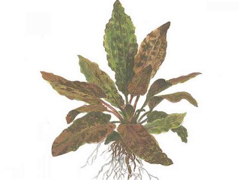 Cryptocoryne wendtii can be very easy to propagate. Cryptocoryne Wendtii 'Tropica' jetzt ab 4,99 € kaufen | Pflege