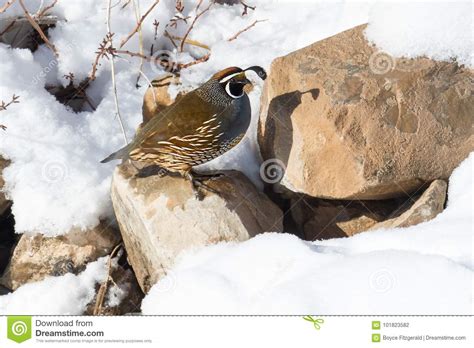 California Quail In Winter Setting Perched On A Rock Stock Photo