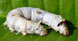 Maybe you would like to learn more about one of these? Silk - natural, protein, animal fibers - Textile School