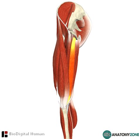 Ebraheim's educational animated video teaches the anatomy of the gracilis muscle with simple images, this video also provides you with all you need to. Gracilis - AnatomyZone