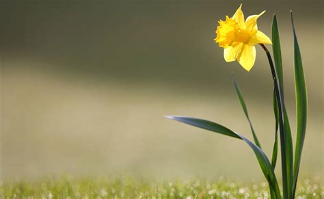 Daffodil Wallpapers Wallpaper Cave