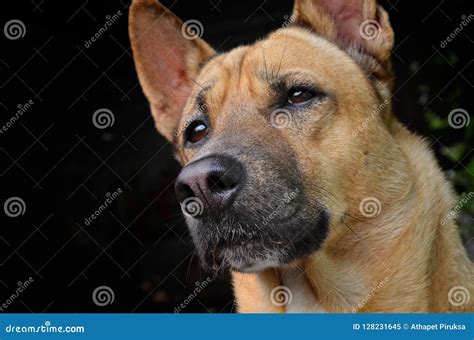 Doubting Face Of Brown Dog Close Up Stock Image Image Of Canine