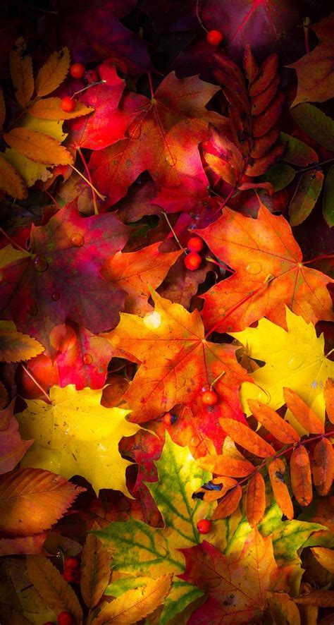 Fall Leaves Wallpapers Mobile