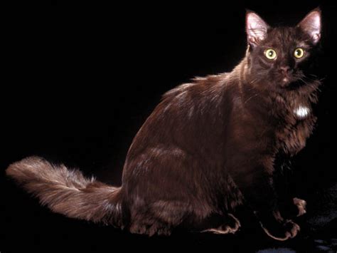 The york chocolate cat is a new american breed of show cat, with a long, fluffy coat and a tapered tail and most of them are chocolate. York Chocolat : caractère, prix, alimentation, santé ...