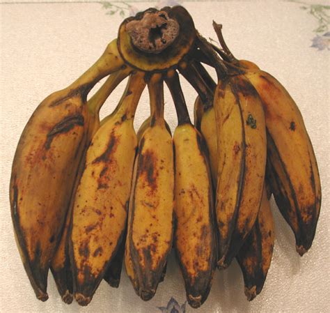 Bananas Saba Cooking Ingredients Descriptions And Photos An All