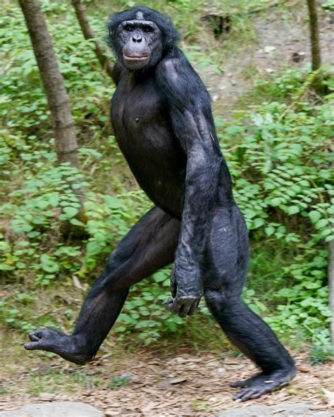 Like all bonobo records migration is one that is only. Celebrating World Bonobo Day | Cincinnati Zoo Blog