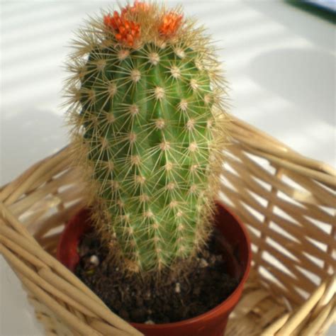 Learn about their ideal watering requirements indoor cactus plants are types of succulents that are very easy to look after. Зелени стайни растения - цъфтящи, лесни за грижи саксийни ...