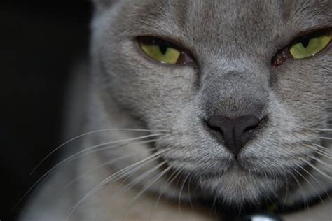 Temperament burmese cats are home loving, friendly and affectionate, intelligent, loyal and devoted, playful and good with children and other animals. Burmese Cats & Their Traits - Pets