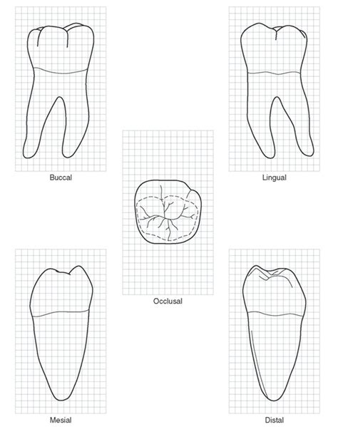 12 The Permanent Mandibular Molars Artofit