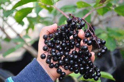 Samdal Black European Elderberry Sambucus Nigra Samdal Fern Hill