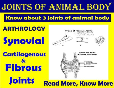 3 different joints of animal body - Ganeral Plan - Arthrology