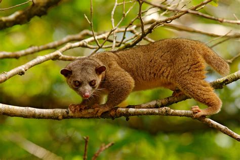 Six Stunning Wild Cats Of Costa Rica