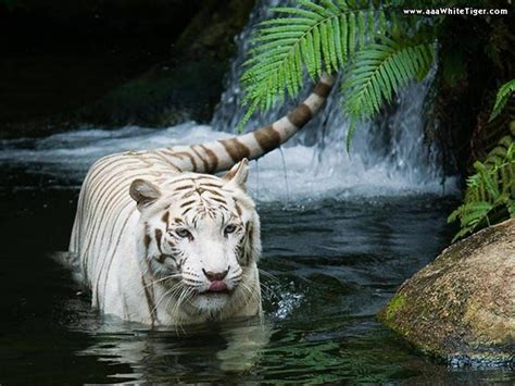 White Tiger Waterfall Nature Picture Tiger In Water Animals Wild