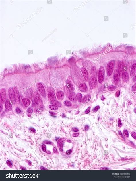 2 Ciliated Pseudostratified Columnar Epithelium Bronchus Respiratory