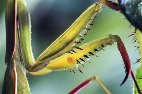 Esto con salvedad de la época de apareamiento. Mantis Religiosa | Fotos, Características, Tipos y Apareamiento ¿se pueden tener como mascota ...
