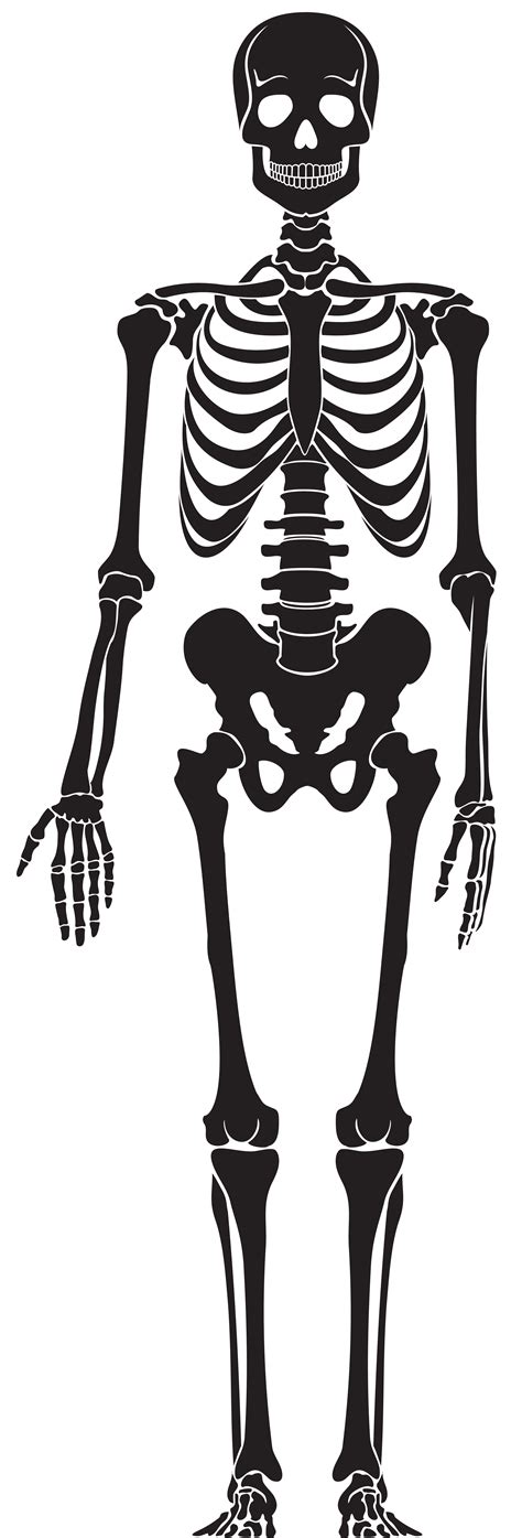 Human Skeleton Skull Stump Png Download 27178000 Free