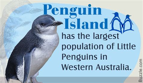 Mesmerizing Facts About The Australian Wildlife Animal Sake