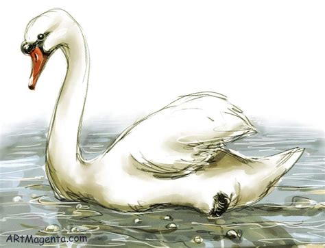Sketched Drawings Of Swans Birds Mute Swan Mute Swan Swans Art
