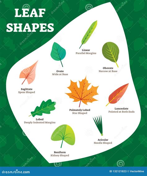 Leaf Shapes Vector Illustration Biology Labeled Leave Kinds For Kids