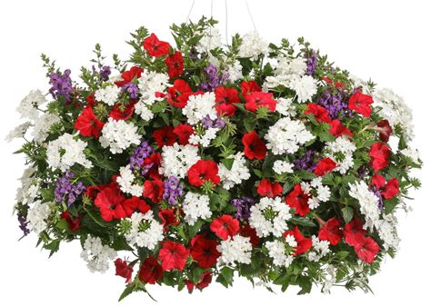 From test sites across the country, proven winners ® annuals are trialed and tested for enhanced plant performance. Supertunia® Really Red - Petunia hybrid | Proven Winners