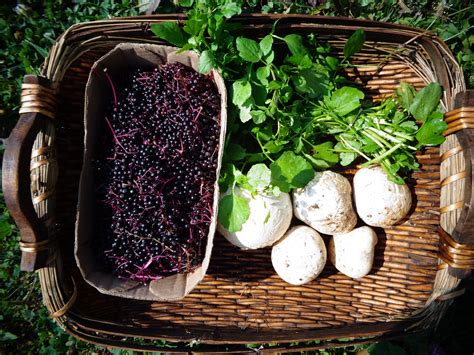 Beginners Guide To Foraging And Better Harvesting Methods Wild Food Foraging Wild Food
