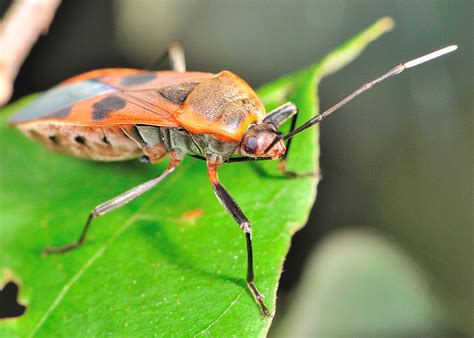 An illness that people catch very easily. Largid Bugs - Family Largidae, Gutta Bug - Physopelta gutta