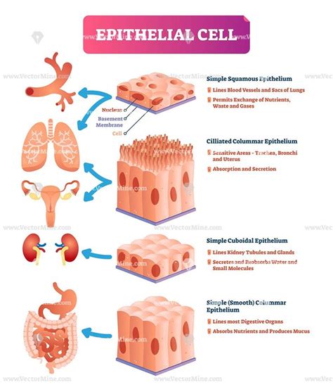 Epithelial Cells Anatomical Vector Illustration Infographic Diagram