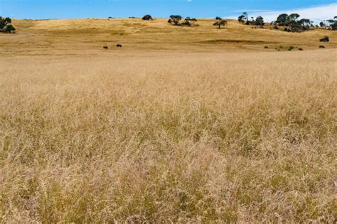 Dry Yellow Grass On A Field Rural Landscape Stock Photo Image Of