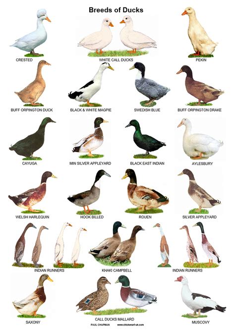 A4 Laminated Posters Breeds Of Ducks Etsy